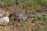 Angulated Tortoise 2019年9月