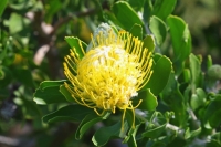 Leucospermum conocarpodendron 1 2019年9月
