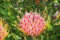 Leucospermum cordifolium 1 2019年9月
