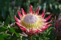Protea cynaroides 1 2019年9月