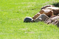 Leopard tortoise 1 2019年9月