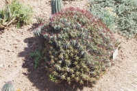 Euphorbia enopla 1 2019年9月