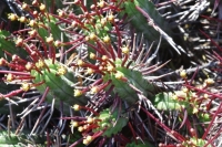 Euphorbia enopla 2 2019年9月