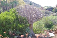 Aloe tree 1 2019年9月