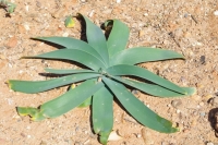 Ammocharis longifolia 1 2019年9月