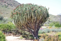 Euphorbia ingens 1 2019年9月