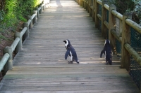 遊歩道を歩くつがいのペンギン