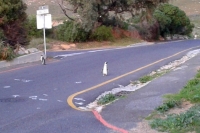 道路を歩くつがいのペンギン