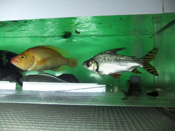 東京タワー水族館の魚たち