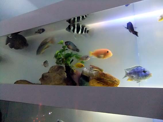 東京タワー水族館の魚たち