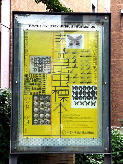 東京大学総合研究博物館・「珠玉の昆虫標本」展