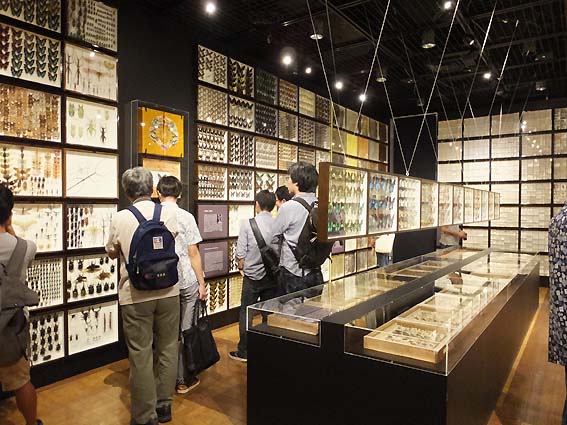 東京大学総合研究博物館・「珠玉の昆虫標本」展