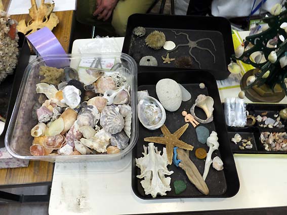 「神戸市立須磨海浜水族園ボランティア」の、須磨海岸で拾われた貝殻や漂着物