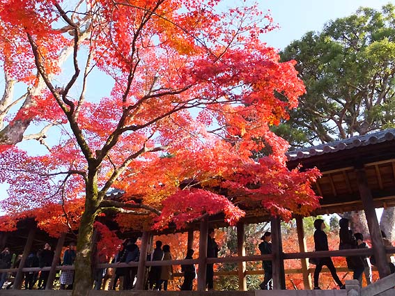 東福寺洗玉澗の紅葉