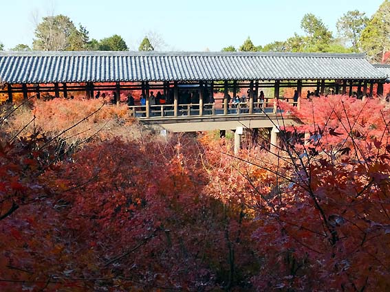 東福寺本坊庭園通天台からの紅葉