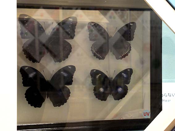 室戸で確認されている迷蝶の標本