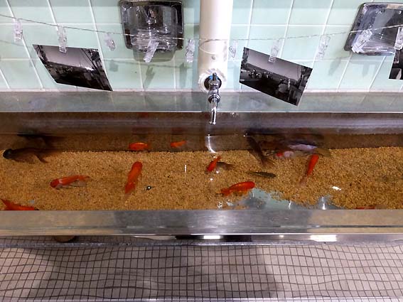 むろと廃校水族館の手洗い場を泳ぐ金魚