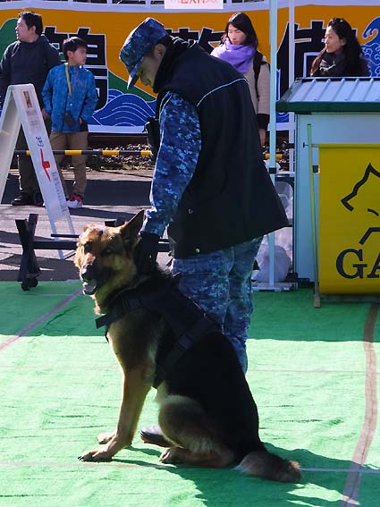 警備犬の訓練展示