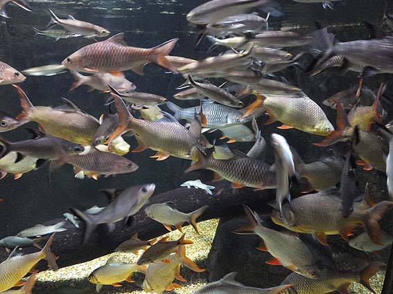 アクア・トトぎふの「雲南省の魚」水槽
