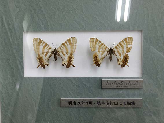 明治26年に岐阜市で採集された標本