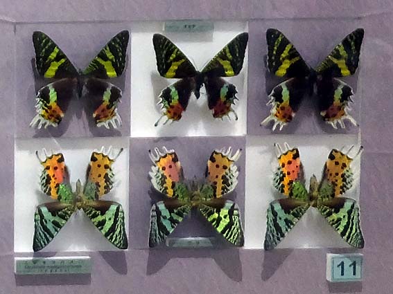 最も美しい鱗翅目ニシキオオツバメガ