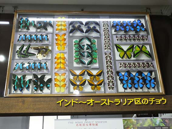 名和昆虫博物館の展示