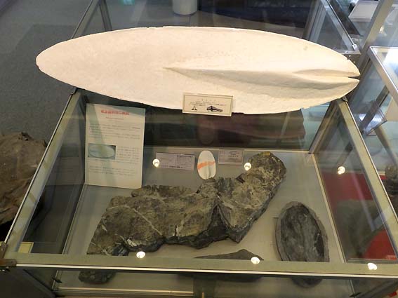 史上最大の二枚貝 Shikamaia akasakaensis