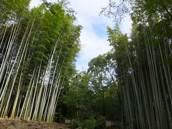地蔵院の竹林