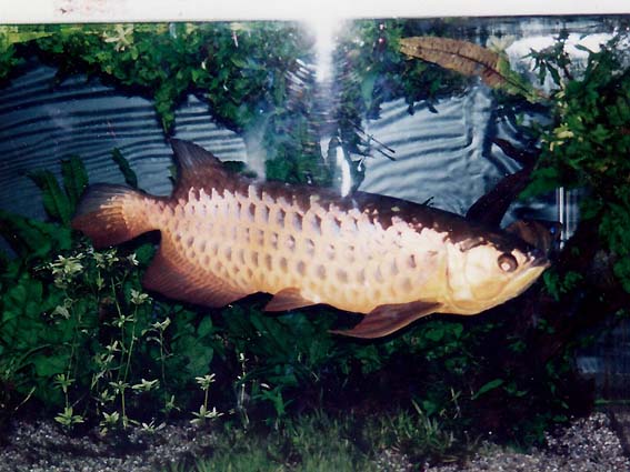 1995年当時の東京タワー水族館の魚たち