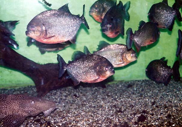 1995年当時の東京タワー水族館の魚たち