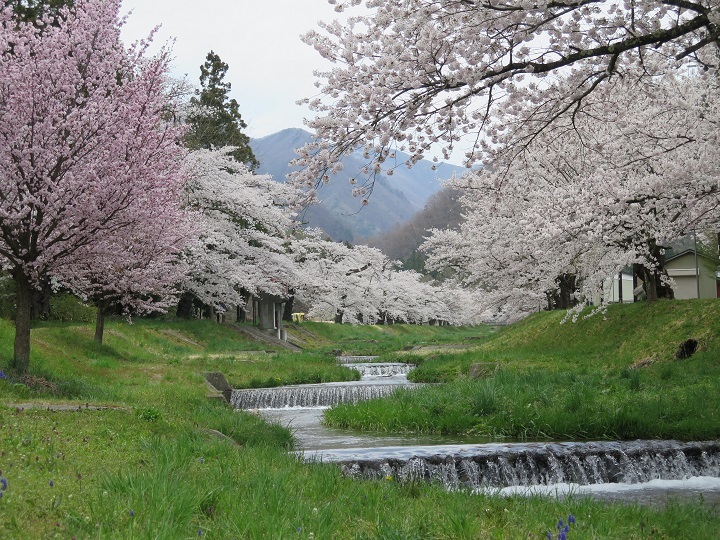 守山から 観音寺川の桜並木
