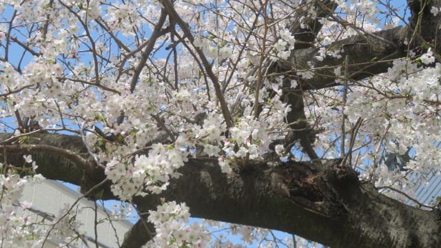 2023 3 28公園の桜