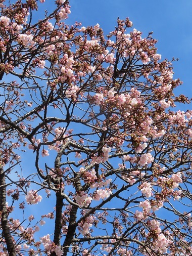 2020 1 30 早咲き桜