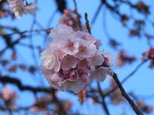 2020 1 30 早咲き桜