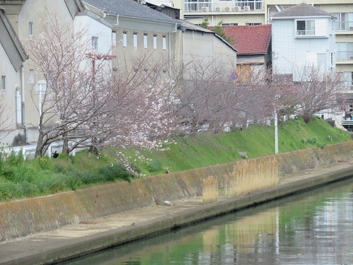2020 3 31 川沿いの桜並木
