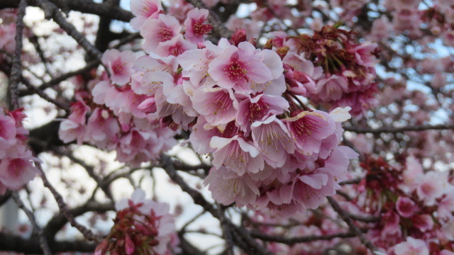 2021 2 9 早咲桜
