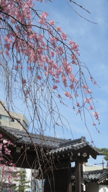 2019 4 2 京都　背割提の桜