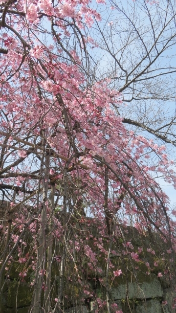 2021 3 17 枝垂れ桜（お城）