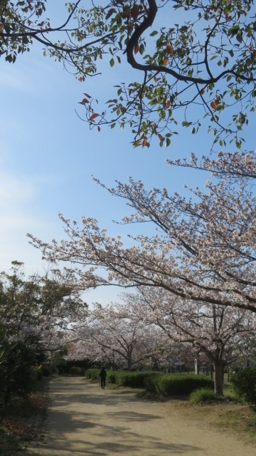 2021 3 27 河西公園（桜）